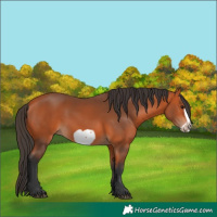 Horse Color:White Spotted Bay Frame