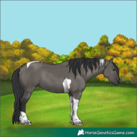 Horse Color:Grullo Tobiano Rabicano