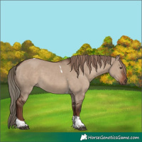 Horse Color:Liver Red Dun Tobiano Rabicano 