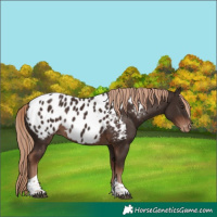 Horse Color:Liver Chestnut Tobiano Near Leopard 
