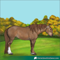 Horse Color:Gray Liver Red Dun Tobiano Rabicano 