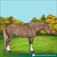 Horse Color:Liver Red Dun Tobiano Rabicano 