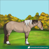 Horse Color:Liver Red Dun Splash Tobiano Rabicano