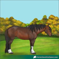 Horse Color:Bay Tobiano 