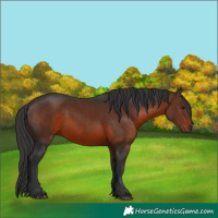 Horse Color:White Spotted Brown Rabicano