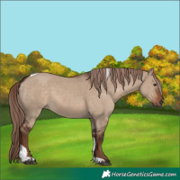 Horse Color:Liver Red Dun Tobiano Rabicano 