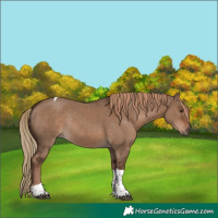 Horse Color:Liver Red Dun Tobiano Rabicano