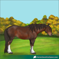 Horse Color:White Spotted Liver Chestnut 