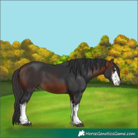 Horse Color:White Spotted Bay