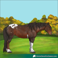 Horse Color:Liver Chestnut Tobiano Appaloosa 