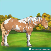Horse Color:White Spotted Chestnut Tobiano 