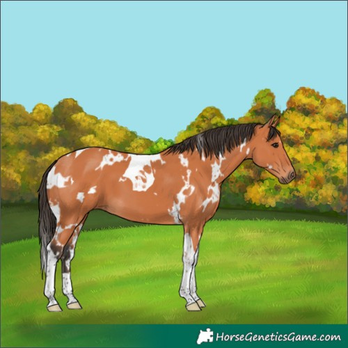 Horse Color:White Spotted Bay Tobiano 