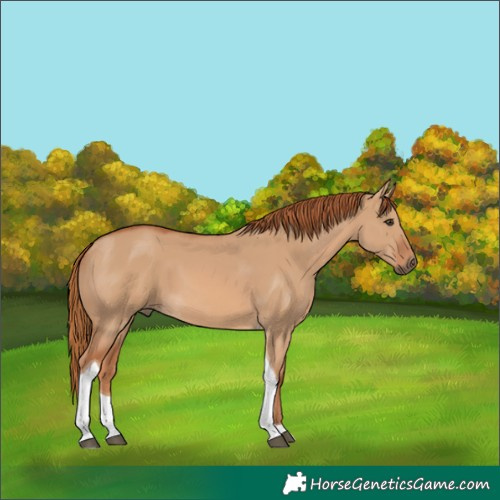 Horse Color:Red Dun Tobiano
