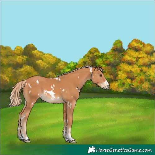 Horse Color:White Spotted Chestnut