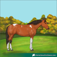 Horse Color:Bay Tobiano 