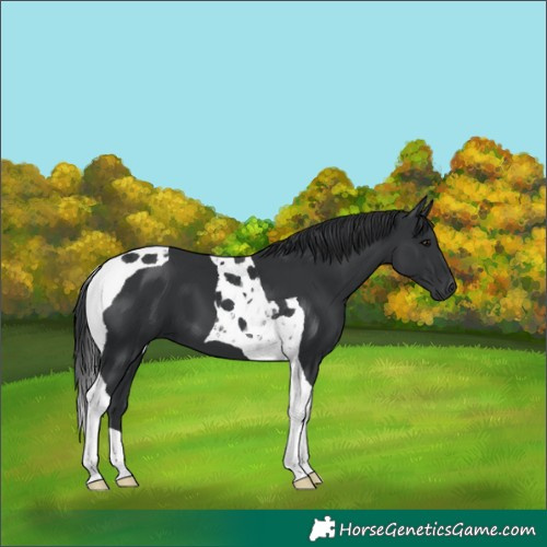 Horse Color:Black Tobiano
