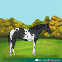 Horse Color:Black Tobiano 