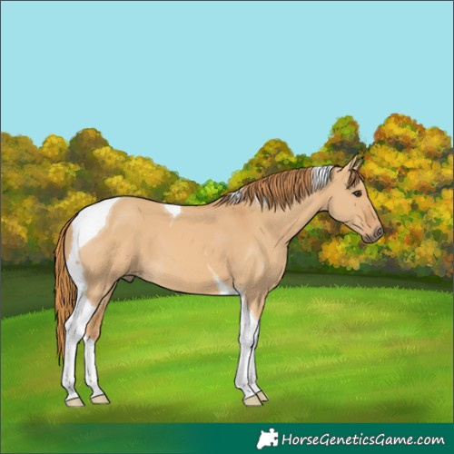 Horse Color:Red Dun Tobiano