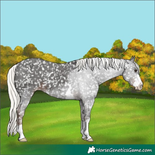 Horse Color:Liver Chestnut Mushroom Appaloosa 