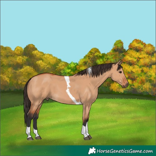 Horse Color:Bay Dun Tobiano 