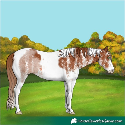 Horse Color:White Spotted Chestnut Tobiano