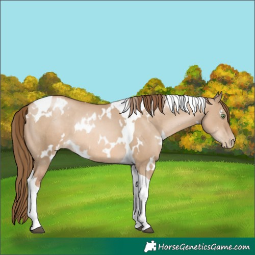 Horse Color:White Spotted Liver Red Dun Pearl Tobiano Rabicano