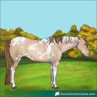 Horse Color:White Spotted Liver Red Dun Pearl Tobiano Rabicano