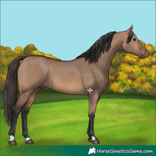 Horse Color:Bay Dun 