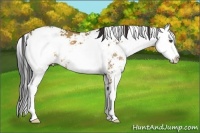 Horse Color:Bay Dun Sabino