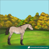Horse Color:Bay Dun