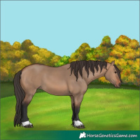 Horse Color:Bay Dun 