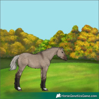 Horse Color:Silver Brown Dun