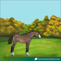 Horse Color:Brown Dun 