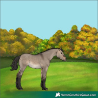 Horse Color:Brown Dun 