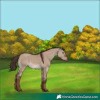 Horse Color:Liver Red Dun 