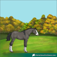 Horse Color:Grullo Splash 