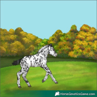 Horse Color:Black Tobiano Appaloosa