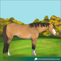 Horse Color:Buckskin 