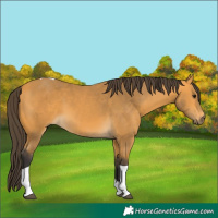 Horse Color:Buckskin Tobiano