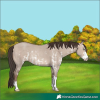 Horse Color:Sable Champagne Dun Sabino 