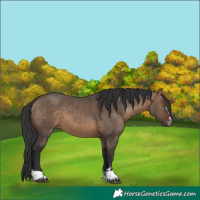 Horse Color:Brown Dun