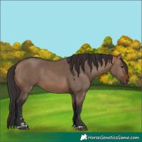 Horse Color:Brown Dun 