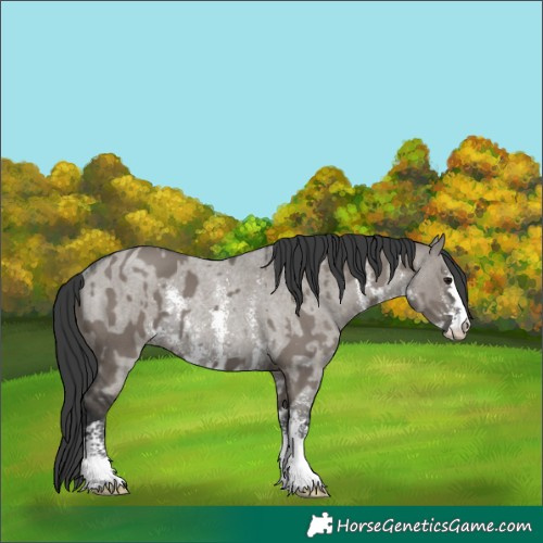 Horse Color:Grullo  and Grullo Roan Sabino Rabicano 