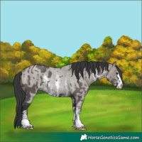 Horse Color:Grullo  and Grullo Roan Sabino Rabicano 