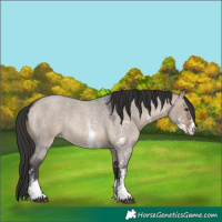 Horse Color:Brown Roan Dun Sabino