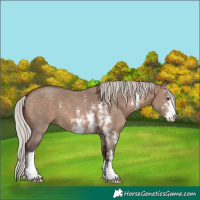 Horse Color:Silver Brown Dun Sabino 