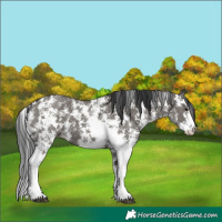 Horse Color:Grullo Sabino 