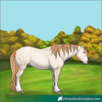 Horse Color:Buckskin Pearl Dun 