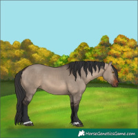 Horse Color:Brown Dun