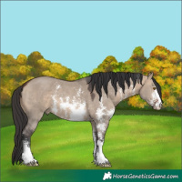Horse Color:Brown Dun Sabino